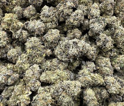 White Sherbert | Purple, Strong, Great Value hybrid 